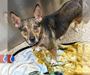 Beagi Dogs for adoption in Martinsburg, WV, USA