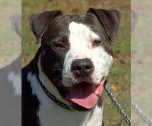 American Pit Bull Terrier-Unknown Mix Dogs for adoption in Sparta, TN, USA