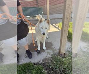 Huskies -Unknown Mix Dogs for adoption in Modesto, CA, USA