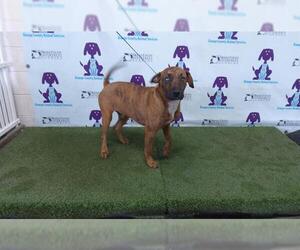 Plott Hound-Unknown Mix Dogs for adoption in Orlando, FL, USA