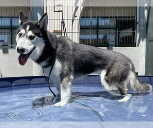Siberian Husky Dogs for adoption in Pasadena, CA, USA