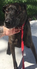 Medium Photo #1 Greyhound Puppy For Sale in Sanford, FL, USA