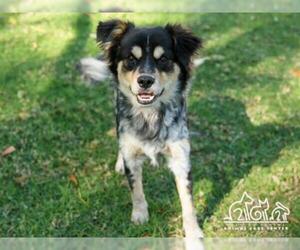 Australian Shepherd Dogs for adoption in Irvine, CA, USA