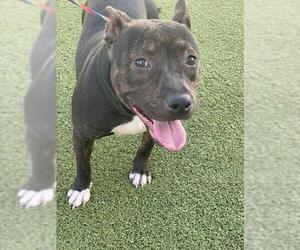 American Pit Bull Terrier-Unknown Mix Dogs for adoption in Fayetteville, NC, USA