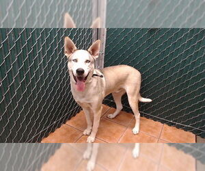Siberian Husky-Unknown Mix Dogs for adoption in Downey, CA, USA
