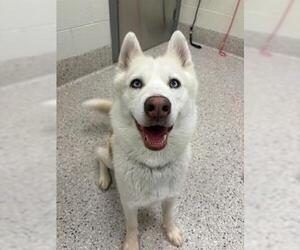 Siberian Husky Dogs for adoption in Brighton, CO, USA