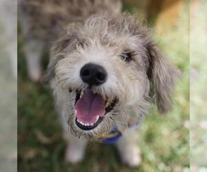 Mutt Dogs for adoption in San Antonio, TX, USA
