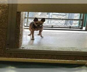 Miniature Pinscher Dogs for adoption in Georgetown, TX, USA