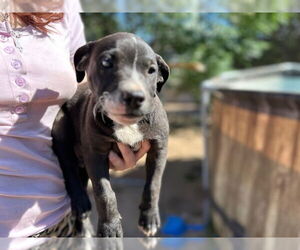 American Pit Bull Terrier-Unknown Mix Dogs for adoption in HESPERIA, CA, USA