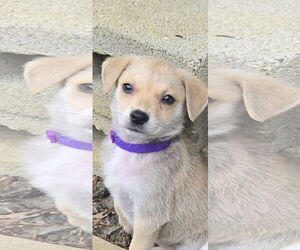Shiba Inu-Unknown Mix Dogs for adoption in NYC, NY, USA