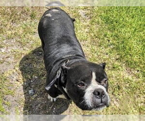 Mutt Dogs for adoption in Houston, TX, USA