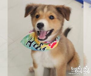 Australian Shepherd-Unknown Mix Dogs for adoption in Washington, DC, USA