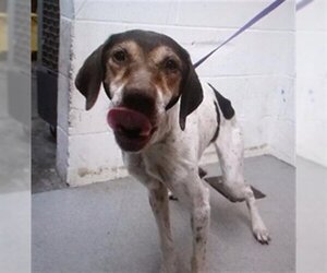 German Shorthaired Pointer Dogs for adoption in San Bernardino, CA, USA