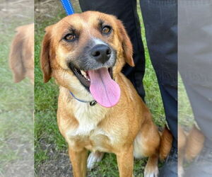 Mutt Dogs for adoption in Tarboro, NC, USA