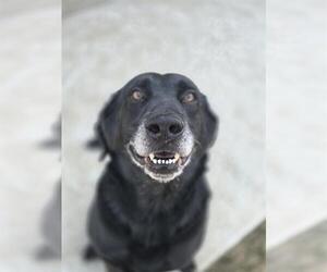 Labrador Retriever Dogs for adoption in Temple, TX, USA