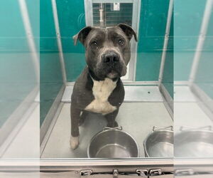 Mutt Dogs for adoption in Oklahoma City, OK, USA