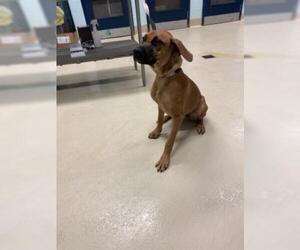Vizsla Dogs for adoption in San Angelo, TX, USA