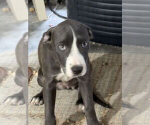 American Staffordshire Terrier-Unknown Mix Dogs for adoption in Bolivar, MO, USA