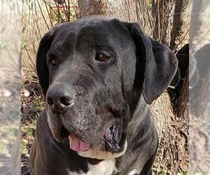 Mastiff-Unknown Mix Dogs for adoption in Greenville, SC, USA