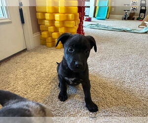 Mutt Dogs for adoption in Greenville, SC, USA