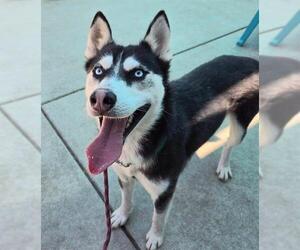 Siberian Husky Dogs for adoption in Sacramento, CA, USA