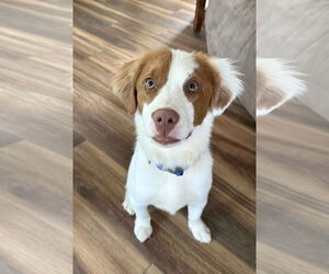 Australian Shepherd-Brittany Mix Dogs for adoption in Curwensville, PA, USA