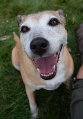 Labrador Retriever-Pembroke Welsh Corgi Mix Dogs for adoption in Prosser, WA, USA