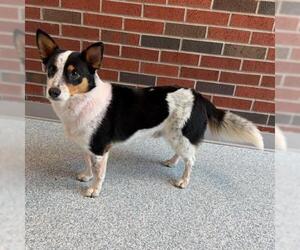 Cardigan Welsh Corgi-Unknown Mix Dogs for adoption in Edmond, OK, USA