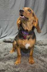 Bagle Hound Dogs for adoption in Waynesboro, PA, USA