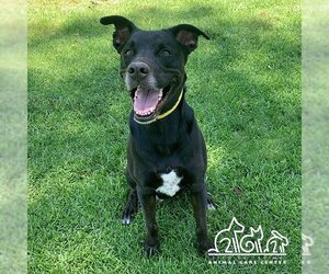 Labrador Retriever-Unknown Mix Dogs for adoption in Irvine, CA, USA