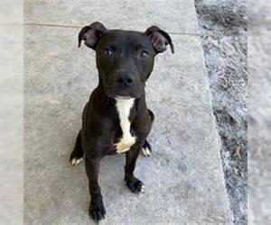 American Staffordshire Terrier Dogs for adoption in Gainesville, FL, USA