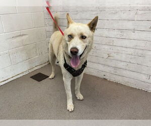 Siberian Husky Dogs for adoption in San Bernardino, CA, USA