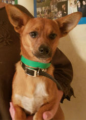 Chi-Corgi Dogs for adoption in Phoenix, AZ, USA