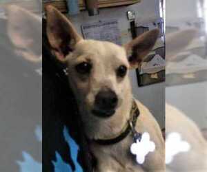 Chihuahua-Unknown Mix Dogs for adoption in Rio Rancho, NM, USA