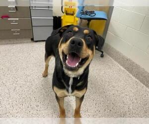 Rottweiler Dogs for adoption in Brighton, CO, USA