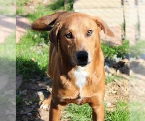 Dorgi Dogs for adoption in Wetumpka, AL, USA