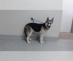 German Shepherd Dog-Siberian Husky Mix Dogs for adoption in Pasadena, TX, USA