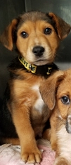 Medium Photo #1 Beagle-Collie Mix Puppy For Sale in Fredericksburg, VA, USA