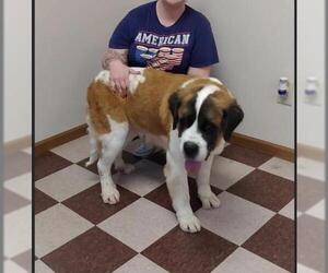 Saint Bernard Dogs for adoption in Chambersburg, PA, USA