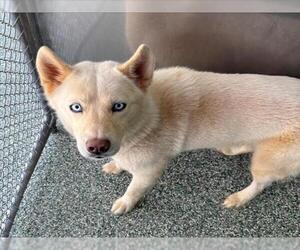 Siberian Husky-Unknown Mix Dogs for adoption in Salisbury, NC, USA
