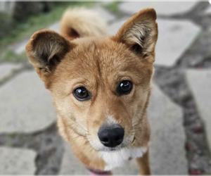 Shiba Inu-Unknown Mix Dogs for adoption in San Ramon, CA, USA