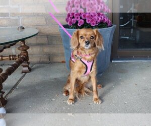 Cav-A-Malt Dogs for adoption in Mundelein, IL, USA