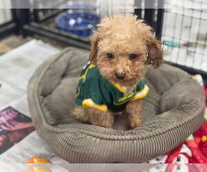 Poodle (Toy) Dogs for adoption in Mukwonago, WI, USA