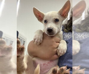 Siberian Husky-Unknown Mix Dogs for adoption in Pasadena, TX, USA