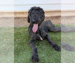 Poodle (Standard) Dogs for adoption in Marina Del Rey, CA, USA