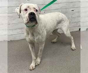 Boxer-Unknown Mix Dogs for adoption in San Bernardino, CA, USA