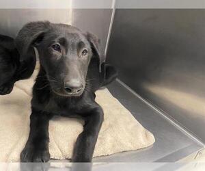 Shepradors Dogs for adoption in Santa Cruz, CA, USA