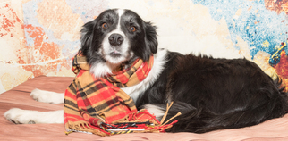 Border Collie-Unknown Mix Dogs for adoption in Denver, CO, USA