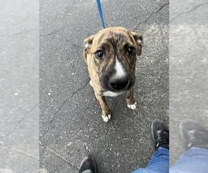 Mutt Dogs for adoption in Bakersfield, CA, USA