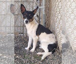 Rat Terrier-Unknown Mix Dogs for adoption in Woodland, CA, USA